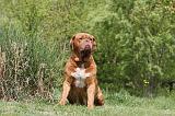 DOGUE DE BORDEAUX 096